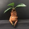 1pc Magical Mandrake Garden Statue - Perfect For Outdoor Decoration And Landscaping!